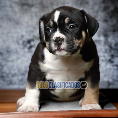 6ADORABLE AMERICAN BULLY POKET... 