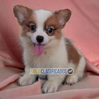 CORGI DE PEMBROKE DISPONIBLE/AVAILABLE... 