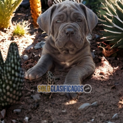 DULCES CACHORROS CANE CORSO... 