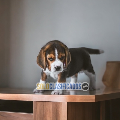 BEAGLE POKET AMERICANO DR... 