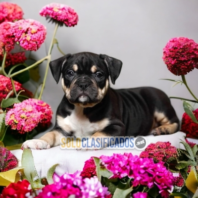 Furry AMERICAN BULLY for family... 