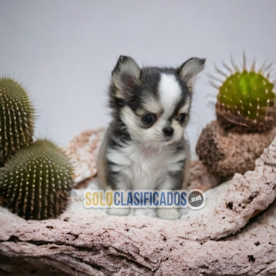 CHIHUAHUA PELO LARGO ANOTHER MEMBER IN YOUR FAMILY TO LOVE... 