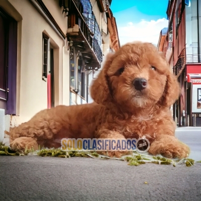 APRICOT FRENCH POODLE DOGS AVAILABLE... 