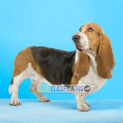 BASSET HOUND     YOUR BEST COMPANY FROM TODAY... 