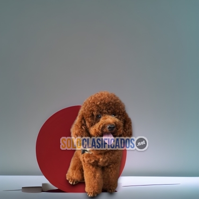 RED POODLE... 