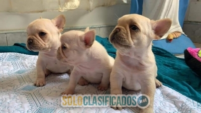 Tiernos Bulldog Frances, disponibles colores exóticos ... 