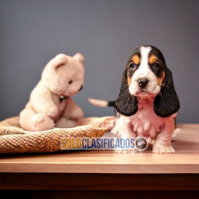 BASSET HOUND PUPPIES... 