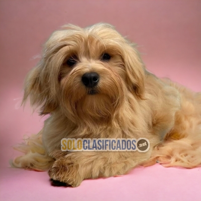 Lovely and Beautiful Bichon Habanero Puppy... 