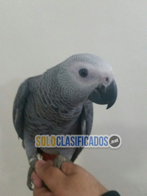 Solo Clasificados - Loro gris africano cola roja a la venta a buen precio de costo - imagen: 5