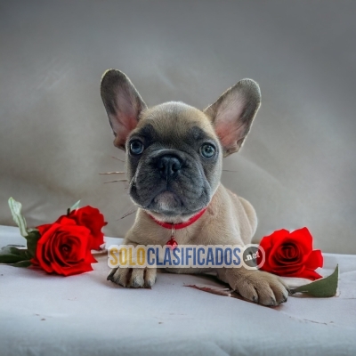 Lovely and Cute French Bulldog Puppy... 