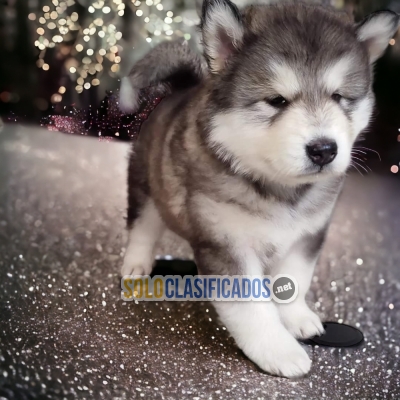 BONITO ALASKAN MALAMUTE  para tu familia... 