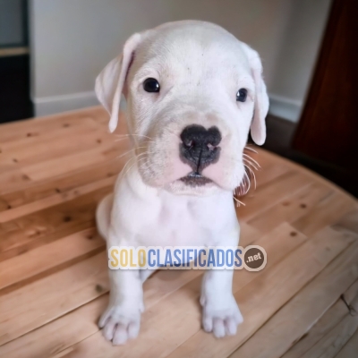 aLINDO CACHORRO  DOGO ARGENTINO PARA SU HOGAR... 