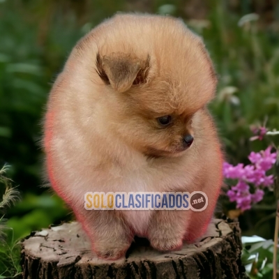 Pomerian Cute Puppies... 