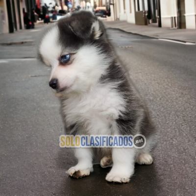 POMSKY DISPONIBLE/AVAILABLE... 