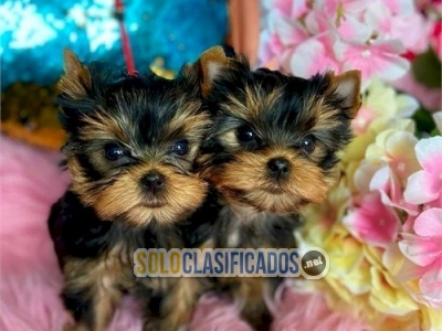 Cachorros yorkie taza de te bebes en venta Whatsapp : +1 (510) 84... 