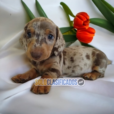 Bellos cachorritos de raza Salchicha Alerquin Chocolate... 