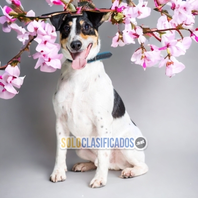SHORT HAIRED FOX TERRIER AVAILABLE IN NORTH CAROLINA... 