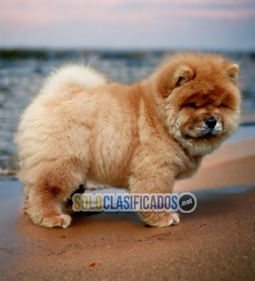 LINDO Y CARIÑOSO  CHOW CHOW... 