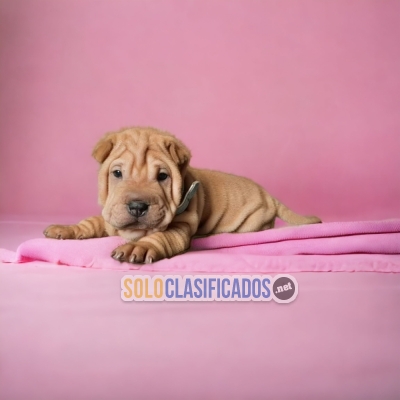 Beautiful puppies available SHAR PEI with the best market conditi... 