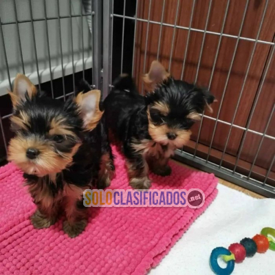 Solo Clasificados - Cachorros Yorkie 