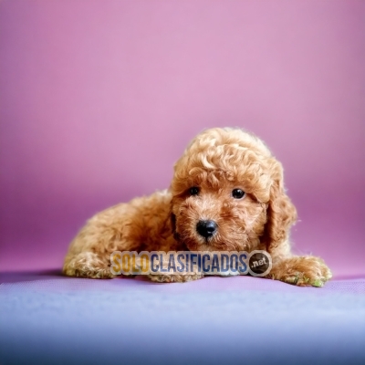 French Poodle Apricot Elegant Puppies... 