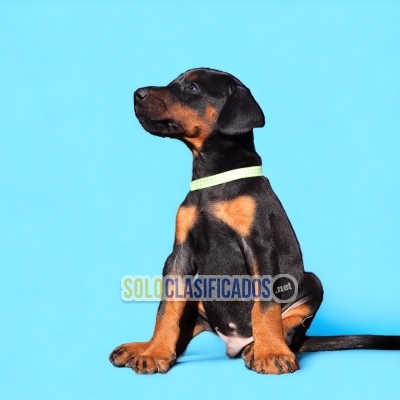 BEAUTIFUL PUPPIES AVAILABLE DOBERMAN... 