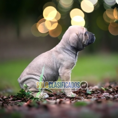 Fila Brasileño Grandiosos Cachorros... 