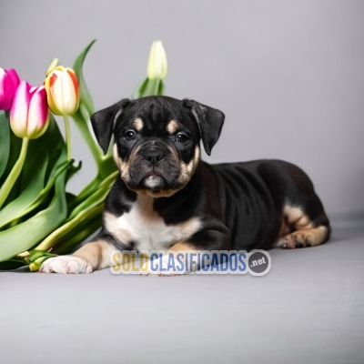 LINDO AMERICAN BULLY... 