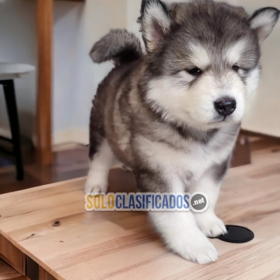 Encantador Cachorro Alaskan Malamute... 