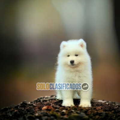 PUPPY ENTERS SAMOYEDO... 