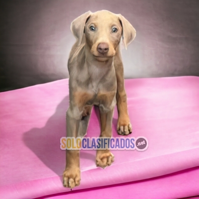 DOBERMAN GRANDE ISABELLA        IT WILL BE YOUR COMPANION AND BES... 