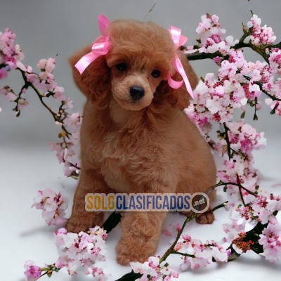DISPONIBLES HERMOSOS FRENCH POODLE RED / FRENCH POODLE RED AVAILA... 