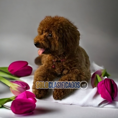 POODLE CHOCOLATE DISPONIBLE AQUI YA... 