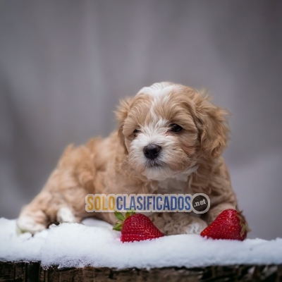 HERMOSOS  PERROS DE RAZA BICHON HABANERO... 