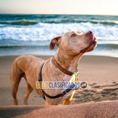 Adorables cachorros de raza pitbull para tu hogar... 