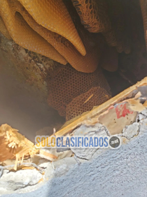 Solo Clasificados - Henrys     Bees     Removal      Service - imagen: 10
