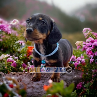 VENTAS DE HERMOSOS CACHORROS DE SALCHICHA NEGRO FUEGO TRADICIONAL... 