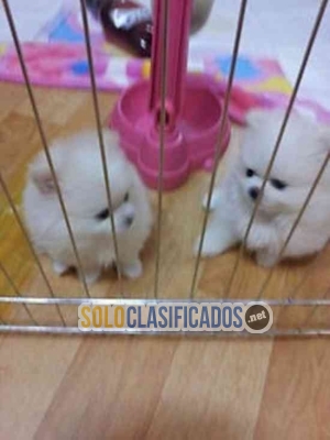 Los cachorros de pomerania gorgeous disponibles $ 400... 