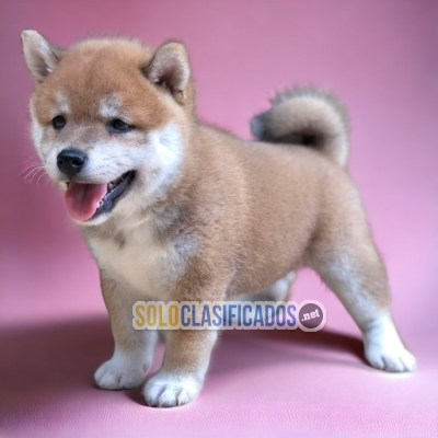 PRETTY AKITA INU... 