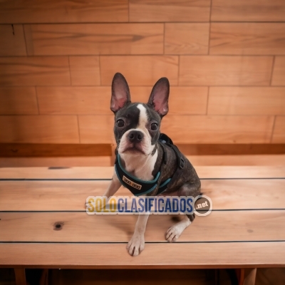 Beautiful puppies available BOSTON TERRIER... 