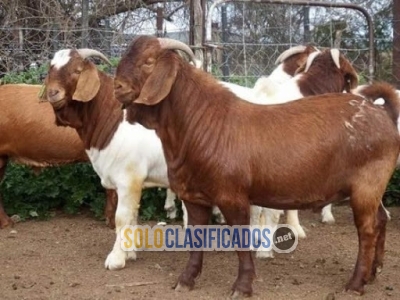 Cabras lecheras vivas  ovejas lecheras vivas  raza de ganado lech... 