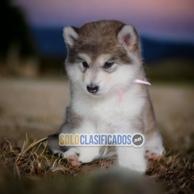 ALASKAN MALAMUTE      YOUR BEST COMPANY FROM TODAY... 