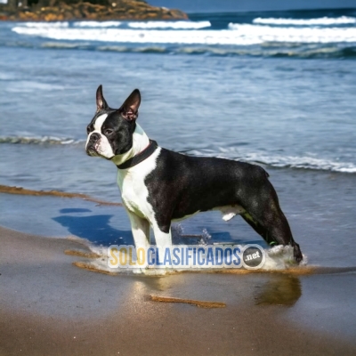 BELLO  BOSTON TERRIER... 