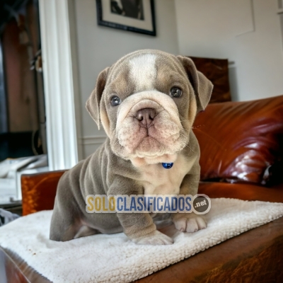 Bulldog Ingles Normal Hermosos Cachorros... 