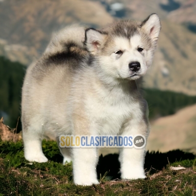 Alaska malamute... 