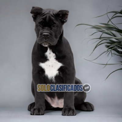 CANE CORSO HAPPINESS FOR YOUR HOME... 