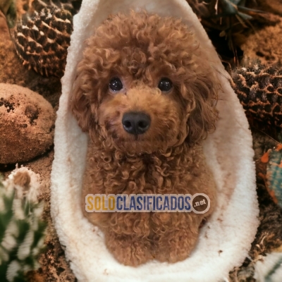 DULCES CACHORROS FRENCH POODLE RED... 