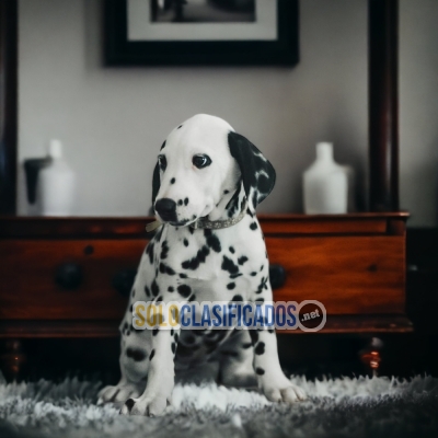 CUTE DALMATA  AVAILABLE HERE FOR YOUR FAMILY AT THE BEST PRICE... 