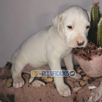 HAIRY  DOGO ARGENTINO FOR  SALE... 