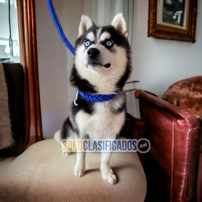 Alaskan Malamute Charming and Radiant Puppies... 